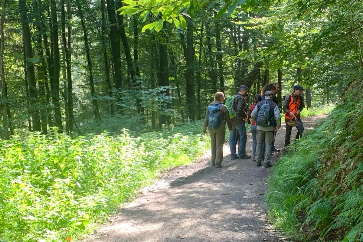 A Wyldforest group exploring the forest